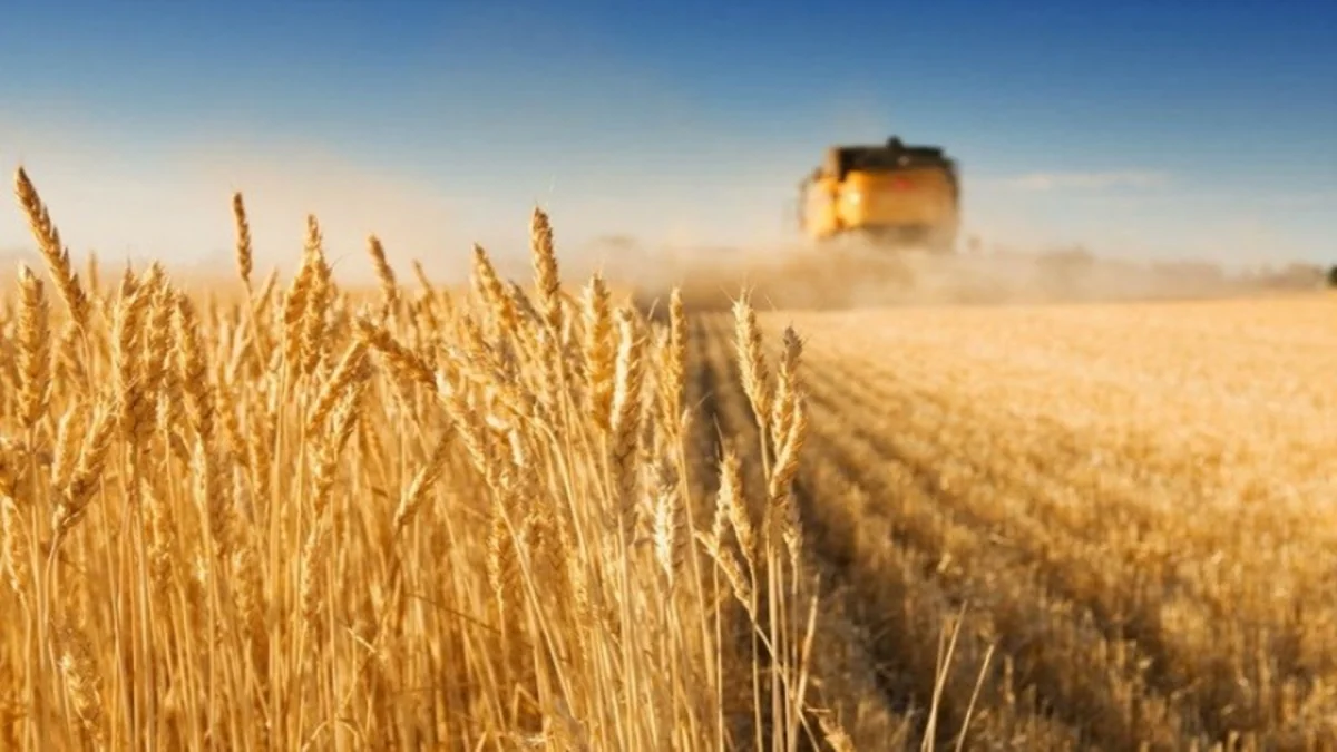 Azərbaycanda bu günədək 147 min hektardan çox sahədə taxıl biçilib