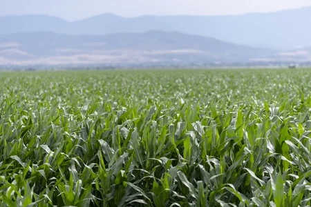 Məcnun Məmmədov Şabranda təsərrüfatlara baş çəkib, fermerlərlə görüşüb