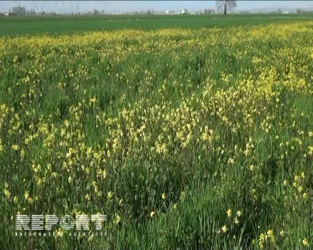 Goranboyda taxıl sahələrini alaq otları bürüyüb - FOTO