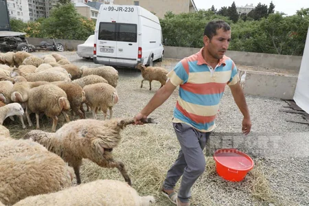 Bakıda Qurban kəsimi - FOTOREPORTAJ