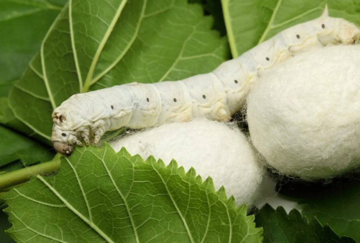 Bu il Füzuli kümçülərinin gəlirlərinin artması gözlənilir