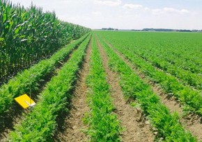 Производство аграрной продукции в Нахчыване выросло более чем на 1%