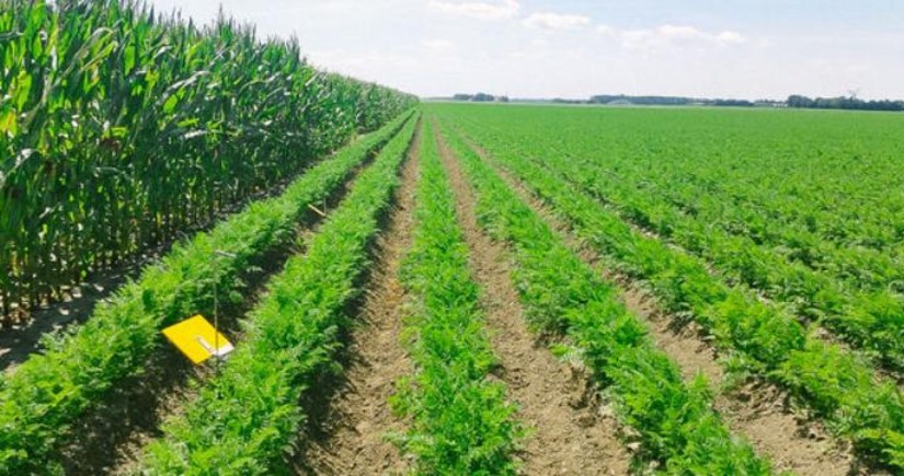 Производство аграрной продукции в Нахчыване выросло более чем на 1%