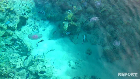 Qırmızı dəniz sahilindəki ecazkar və nadir gülləri ilə məşhur şəhərdən - REPORTAJ