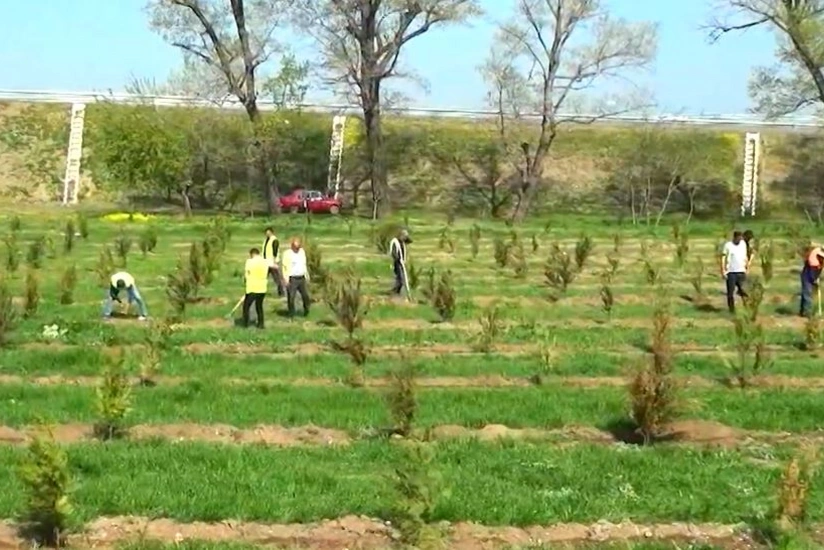 Tree-planting campaign held as part of Green World Solidarity Year