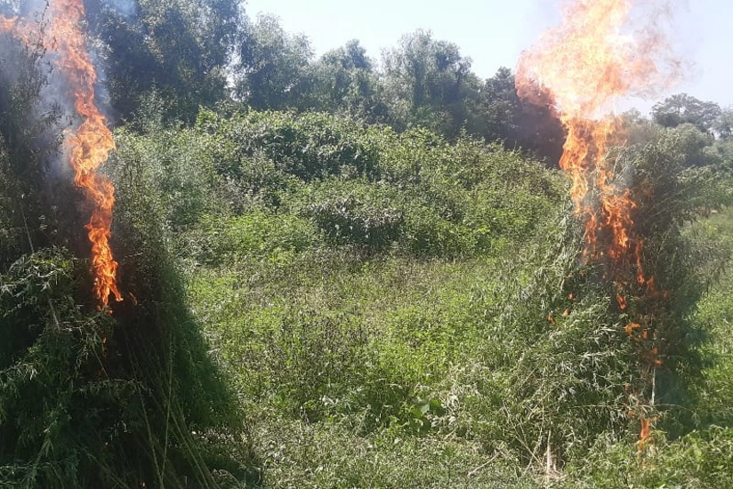 Qaxda 1 ton 700 kiloqram çətənə kolu məhv edilib