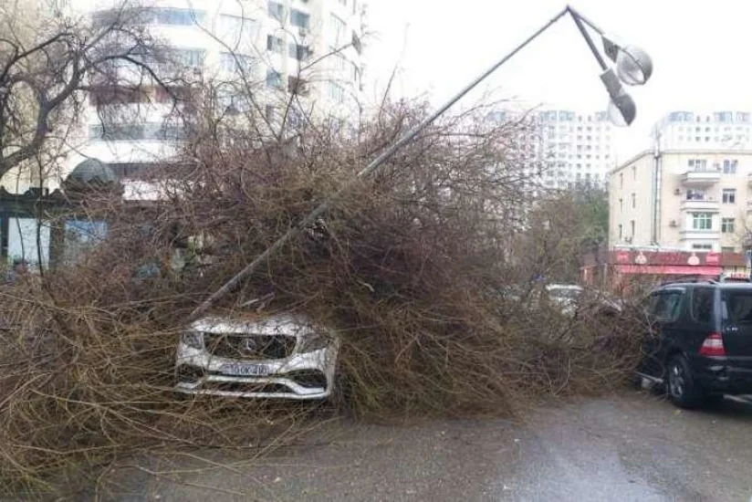 Bakıda ağacın aşması səbəbindən avtobusların hərəkət sxemi dəyişdirilib