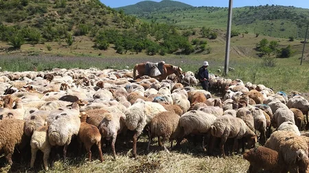 Heyvan düşərgələrində səyyar baytarlıq xidməti təşkil edilib