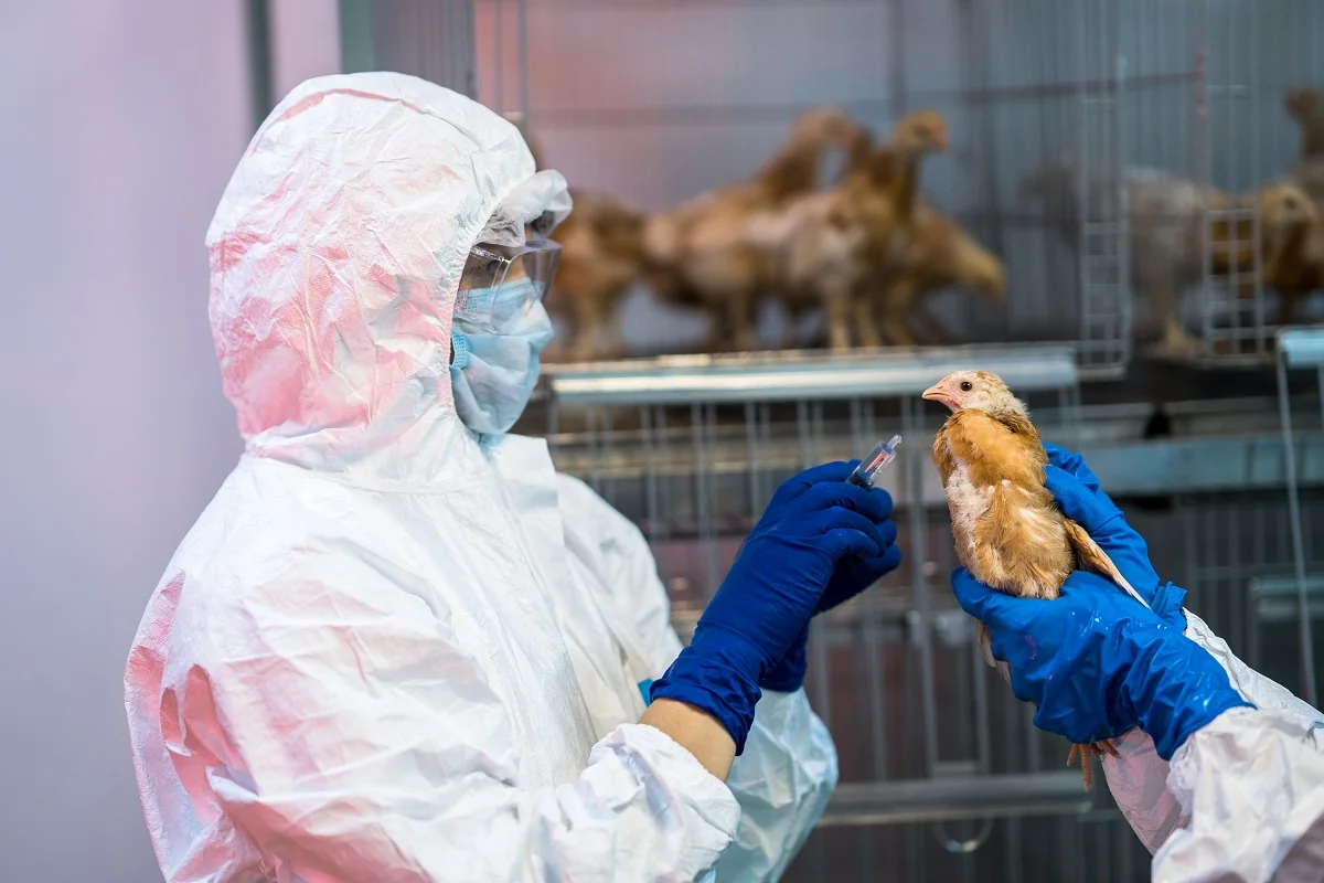 ÜST, FAO və ÜHST quş qripinin insanlar üçün təhlükəsi barədə xəbərdarlıq ediblər