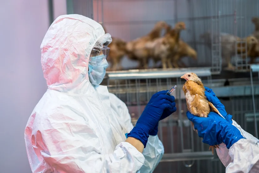 ÜST, FAO və ÜHST quş qripinin insanlar üçün təhlükəsi barədə xəbərdarlıq ediblər