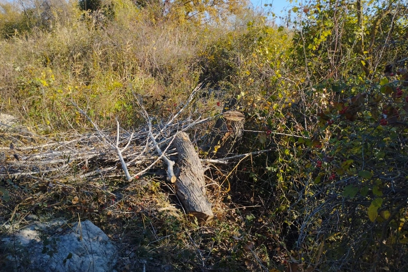 Ağdaşda meşədə ağacları kəsən şəxs saxlanılıb
