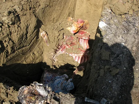 Hacıqabulda aşkar edilmiş mənşəyi məlum olmayan ət zərərsizləşdirilib