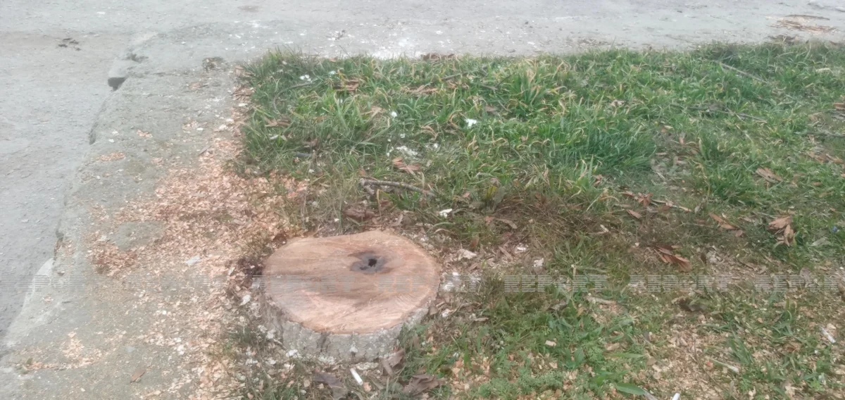 Şabranda parkın həyətindəki ağacları gecə kəsiblər