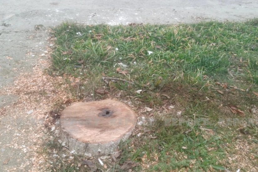 Şabranda parkın həyətindəki ağacları gecə kəsiblər