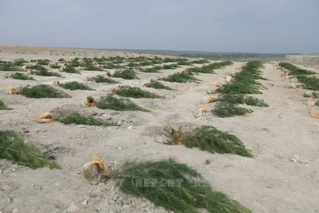 Представители дипкорпуса посадили деревья в Тертере