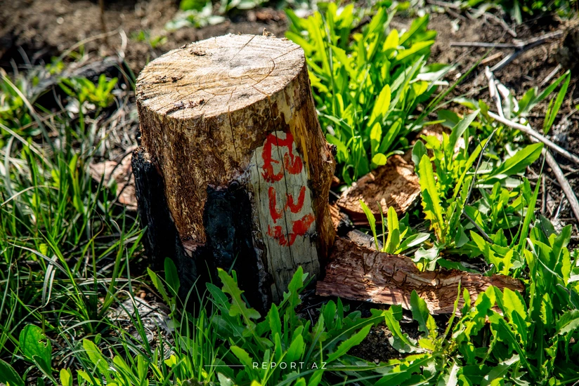 Yasamalda 9 ağac kəsilib