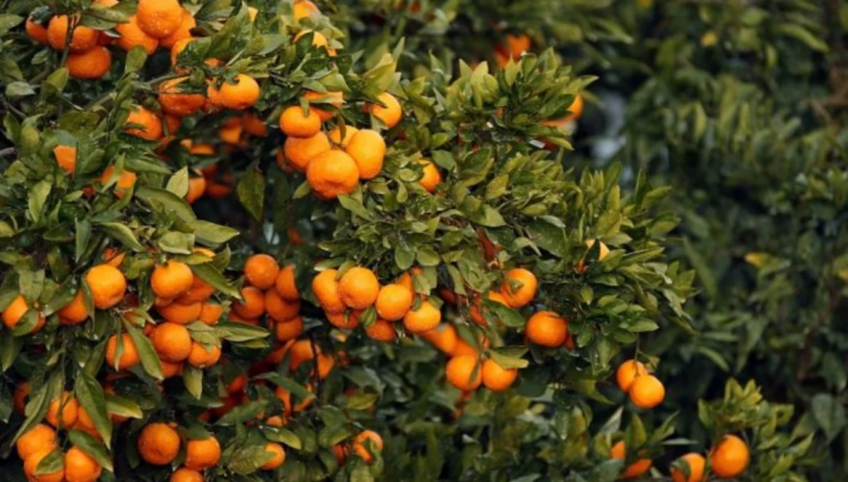 Azərbaycanda sitrus bağlarının sığortalanmasına başlanılıb