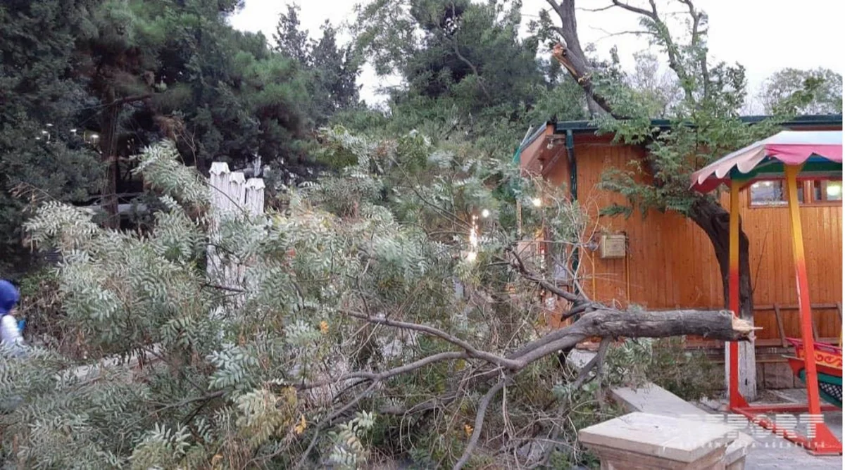 Bakıda parkda ağacın budaqları qırılaraq attraksionların üstünə düşüb - FOTO