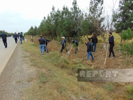 “Yaşıl dünya naminə həmrəylik ili” çərçivəsində Biləsuvarda 2 mindən çox ağac əkilib