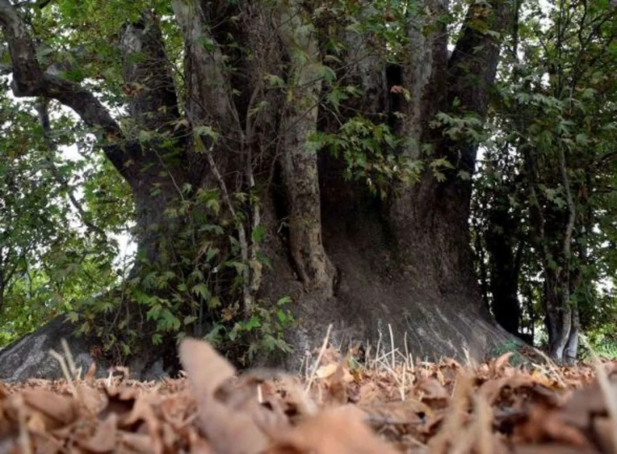 Media representatives visit Azerbaijan’s Basitchay State Nature Reserve