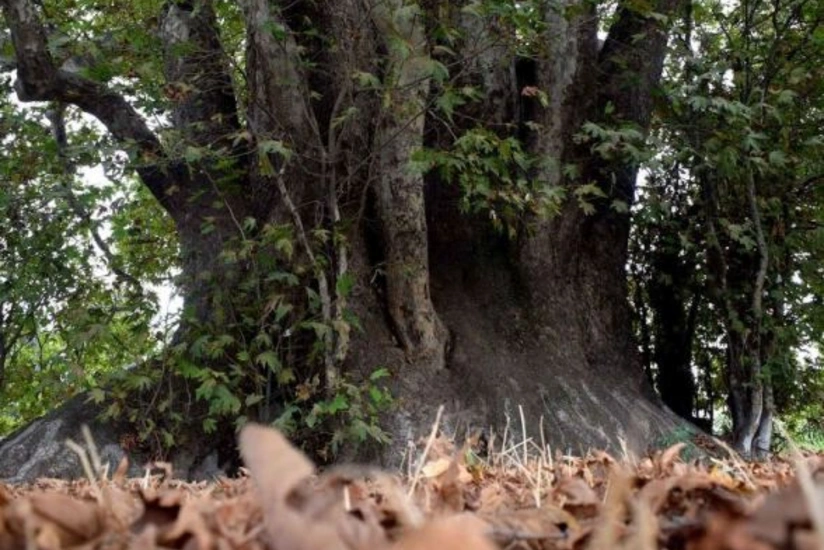 Media representatives visit Azerbaijan’s Basitchay State Nature Reserve