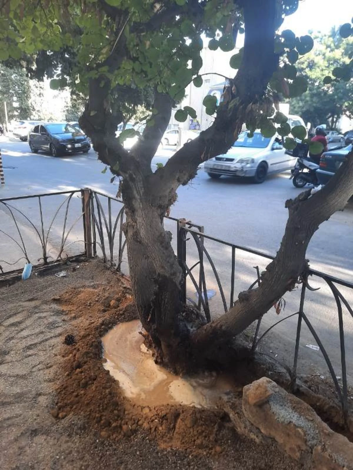 Bakıda ağacların dibi betondan təmizləndi