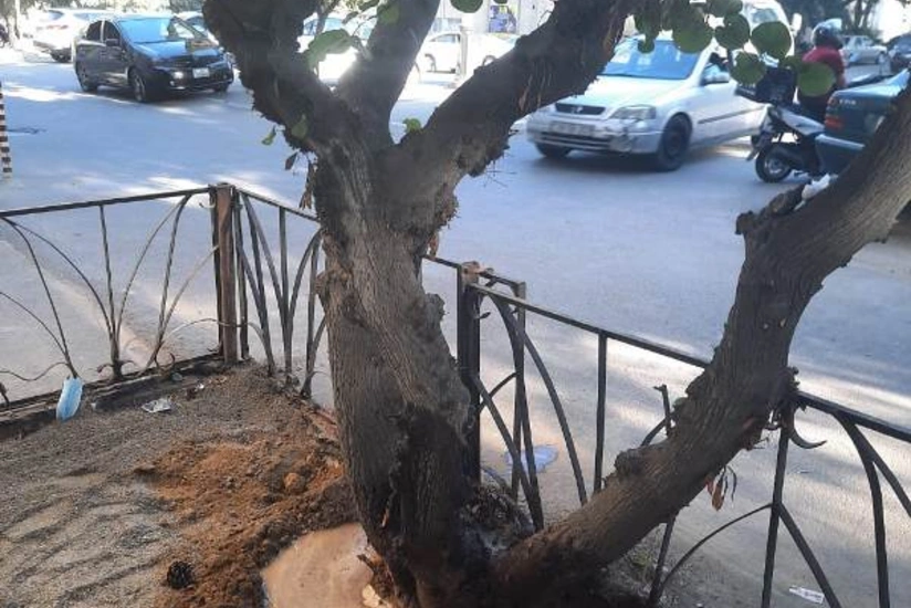 Bakıda ağacların dibi betondan təmizləndi