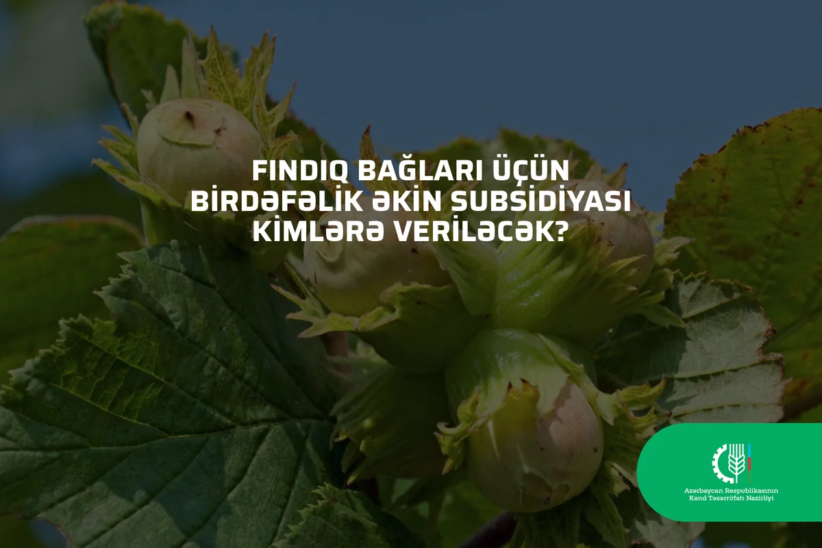 Fındıq bağları üçün birdəfəlik əkin subsidiyası kimlərə veriləcək?   