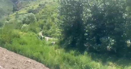 Qubadlıda çətənə kolları aşkarlanıb