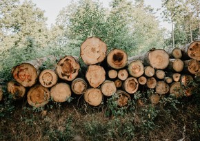 Azerbaijan resumes forest material imports from Germany