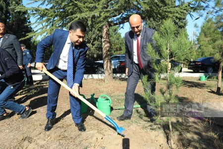 Gəncədə Zəfər Günü münasibətilə ağacəkmə aksiyası keçirilib