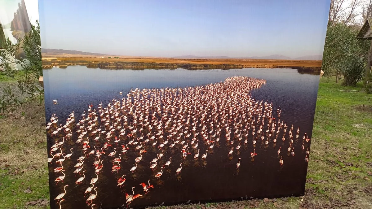 Flamingo Festival celebrates biodiversity in Azerbaijan's Gyzylagach National Park