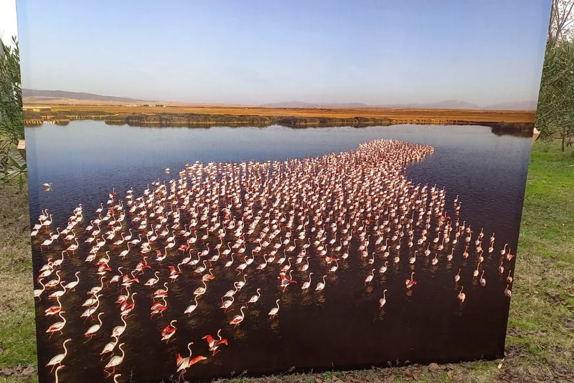 Flamingo Festival celebrates biodiversity in Azerbaijan's Gyzylagach National Park