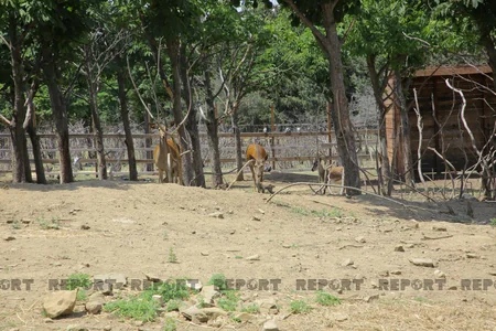 Tbilisi zooparkının sevimli və nəcib sakinləri - Azərbaycanın hədiyyəsi - VİDEOREPORTAJ