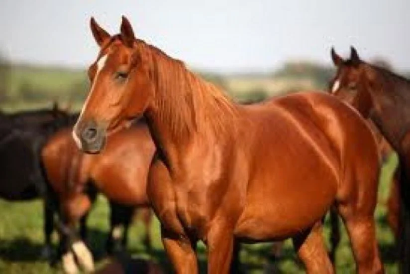 A new documentary journey to the Karabakh horse will be presented