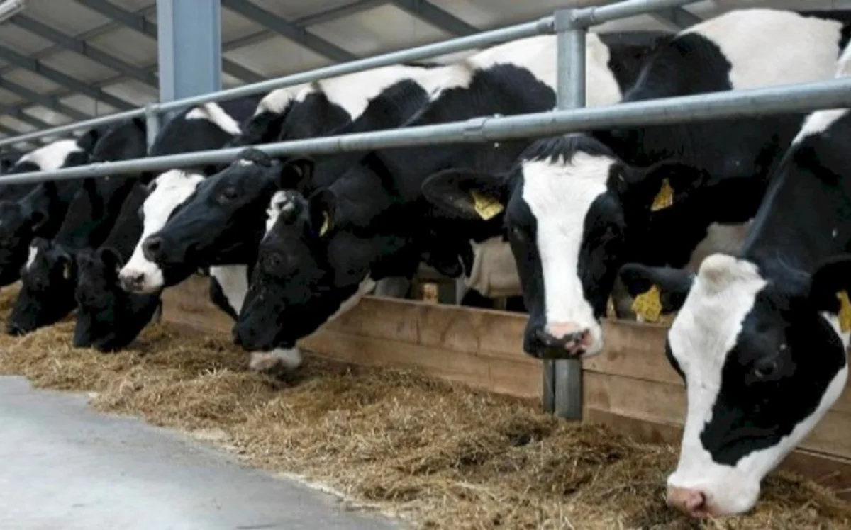 Azərbaycan Qazaxıstandan heyvan yemlərinin alışını bərpa edib