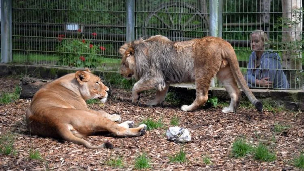 Almaniyada zooparkdan qaçan 5 şir və pələng tutulub