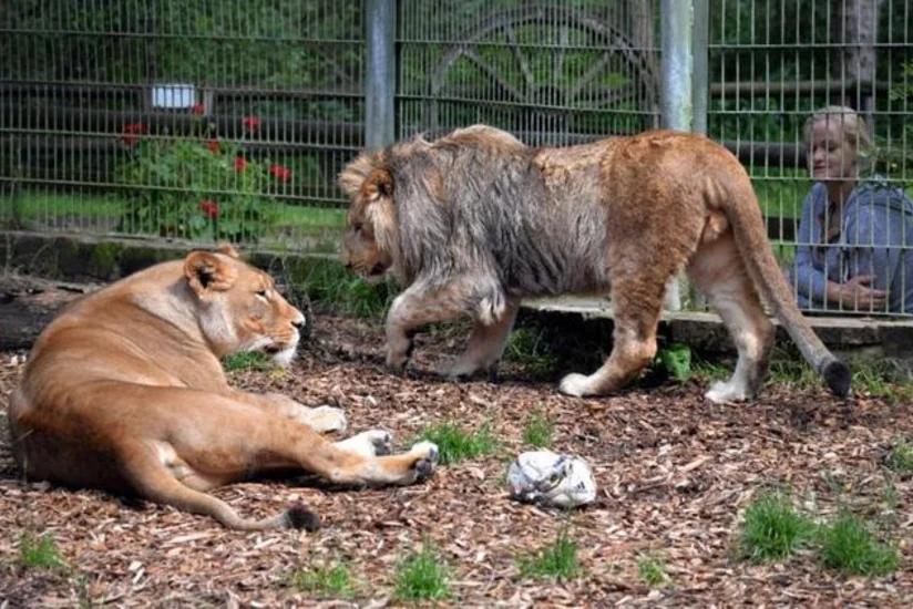 Almaniyada zooparkdan qaçan 5 şir və pələng tutulub