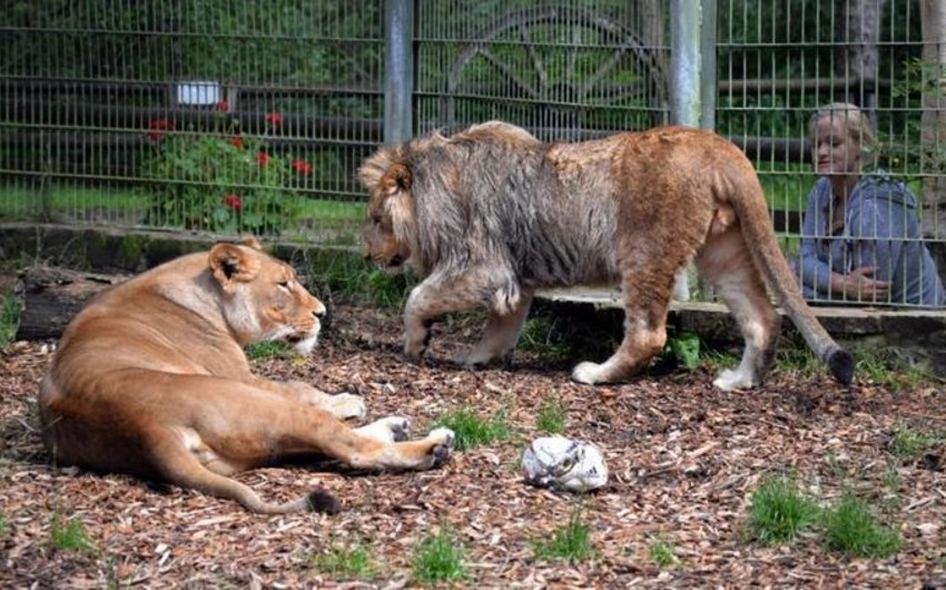 Almaniyada zooparkdan qaçan 5 şir və pələng tutulub
