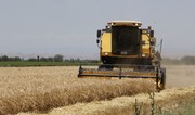 Azərbaycanda payızlıq əkin sahələrinin 36 %-də biçin başa çatıb