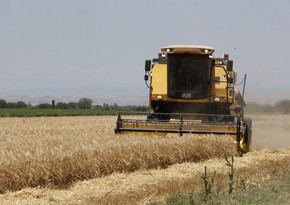 Azərbaycanda payızlıq əkin sahələrinin 36 %-də biçin başa çatıb