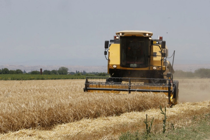 Azərbaycanda payızlıq əkin sahələrinin 36 %-də biçin başa çatıb