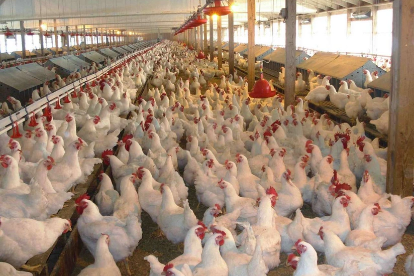Ukraynadan quşçuluq məhsullarının idxalına icazə verildi