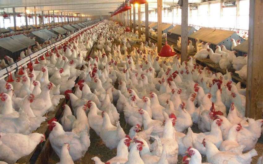 Ukraynadan quşçuluq məhsullarının idxalına icazə verildi