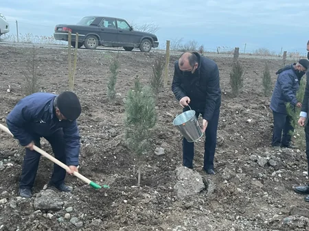 Bu gün ölkə ərazisində 15 minə yaxın müxtəlif cinsli ağac əkilib