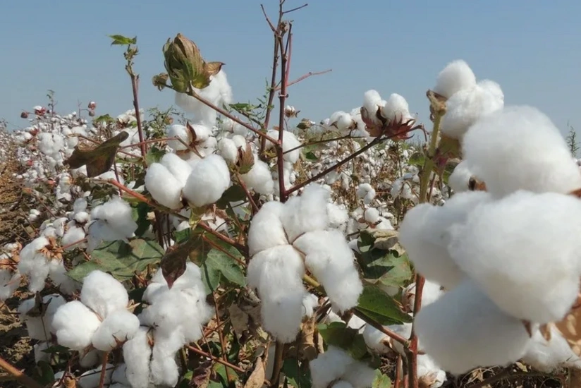 İmişlidə pambıq yığımına başlanılıb