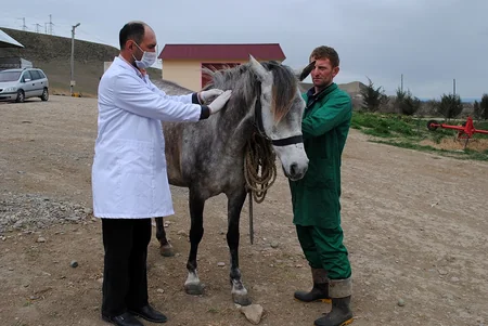 Qazaxda heyvanlar arasında profilaktik peyvəndləmə tədbirləri davam etdirilir
