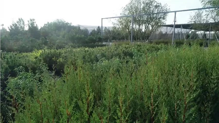 Azərbaycanda rekord sayda ağac əkiləcək