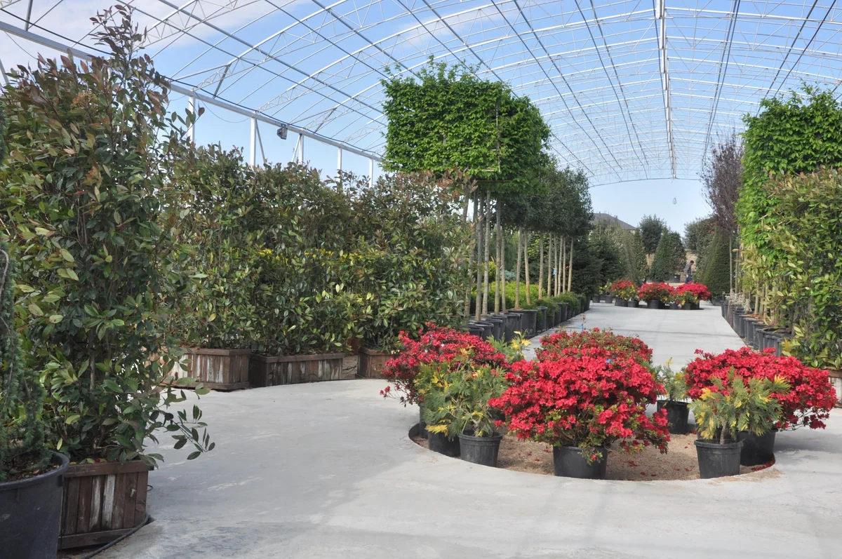 Azərbaycan Türkiyədən dekorativ bitkilərin idxalını artırıb