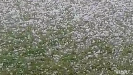 Kürdəmirin bir sıra kəndlərinə dolu düşüb, meyvə ağaclarına ziyan dəyib - VİDEO